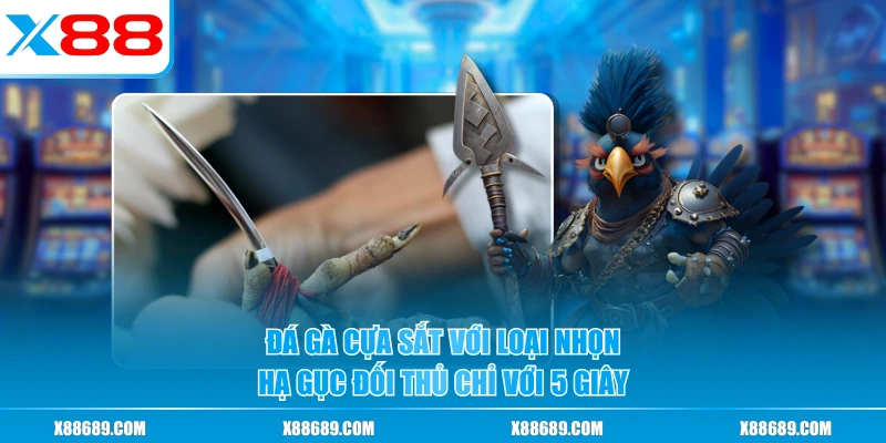 Đá gà cựa sắt với loại nhọn hạ gục đối thủ chỉ với 5 giây